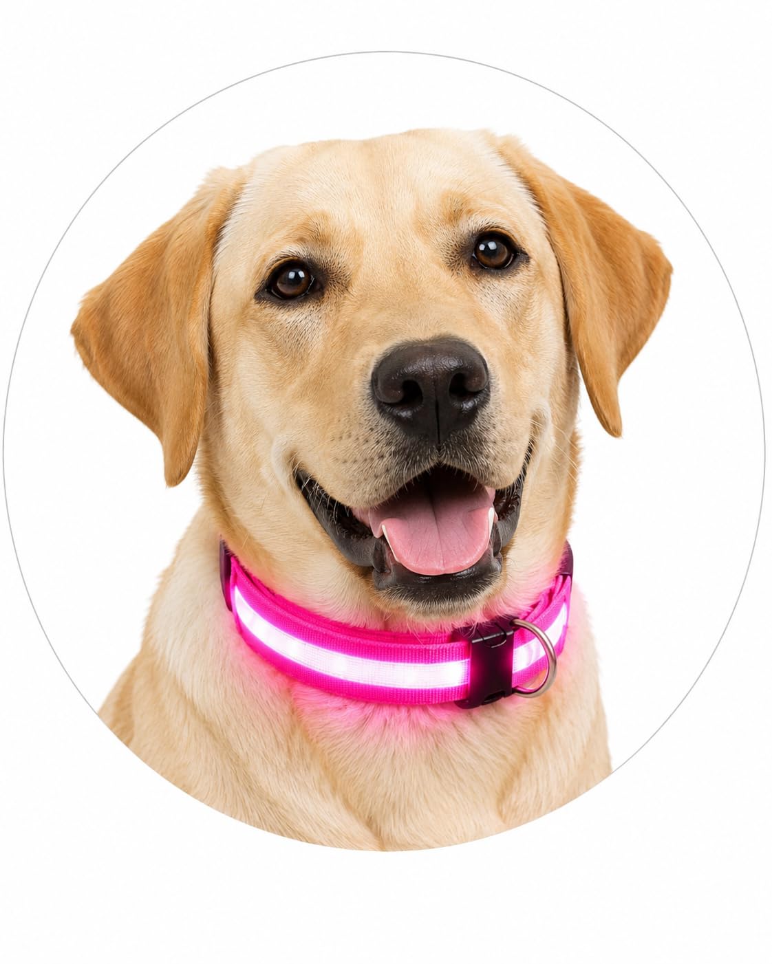 ONYXX Electronics LED Dog Collar, Light Up Reflective Dog Collar for Night Walking, Adjustable Safety Collar for Dogs, High Visibility LED Pet Collar, Battery Powered